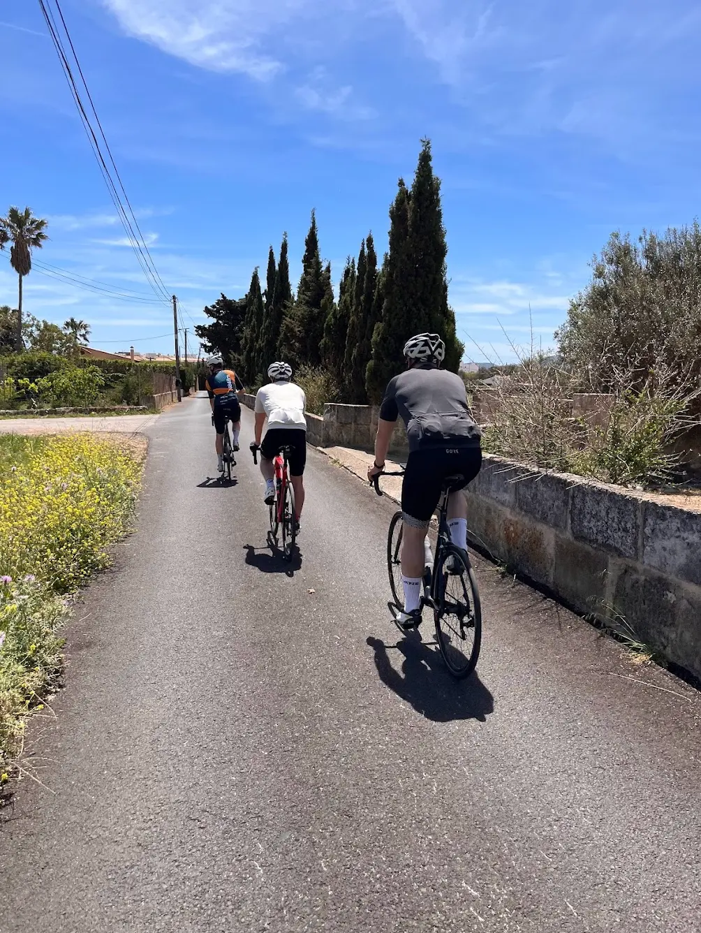 Group of cyclists riding a narrow lane in Mallorca — sunny spring day with cypress trees and stone walls