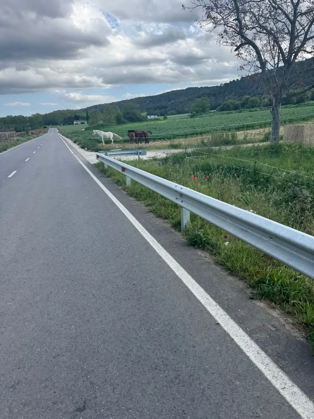 Horses grazing by the guardrail on the quiet road into the Pla de l'Estany.