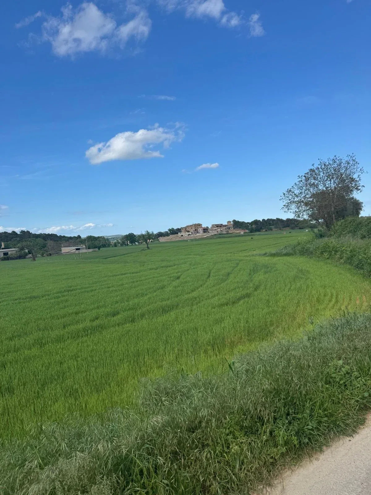 Spring wheat running up to a stone masia on the horizon.