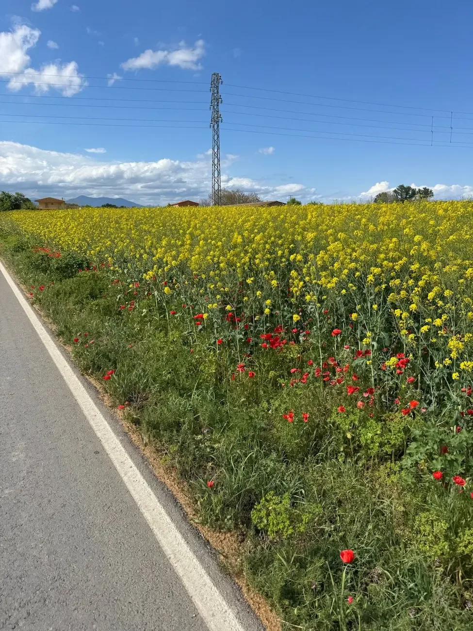 Yellow rapeseed and red poppies crowding the verge on a Pla de l'Estany backroad.