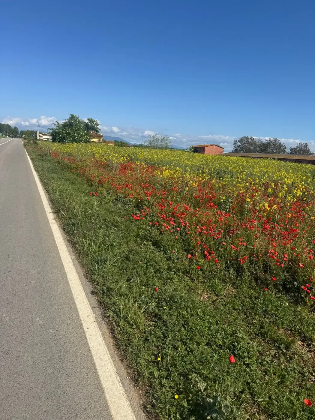 Poppies and rapeseed along the approach roads in spring