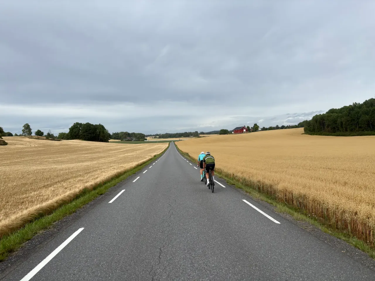 Dos ciclistas en Klommesteinveien cerca de Drøbak, carretera estrecha entre campos de cereal.
