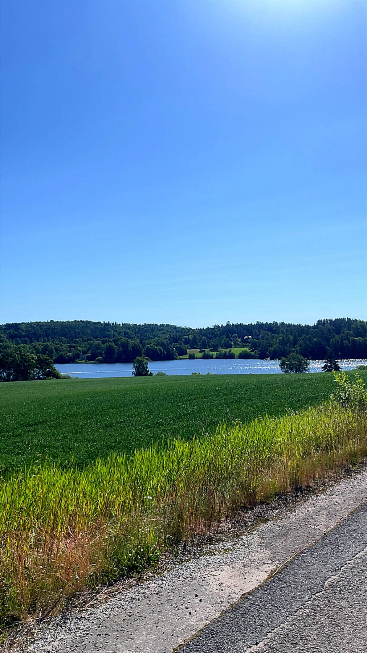 Campo de trigo soleado que desciende hacia la orilla reluciente del Oslofjord interior.
