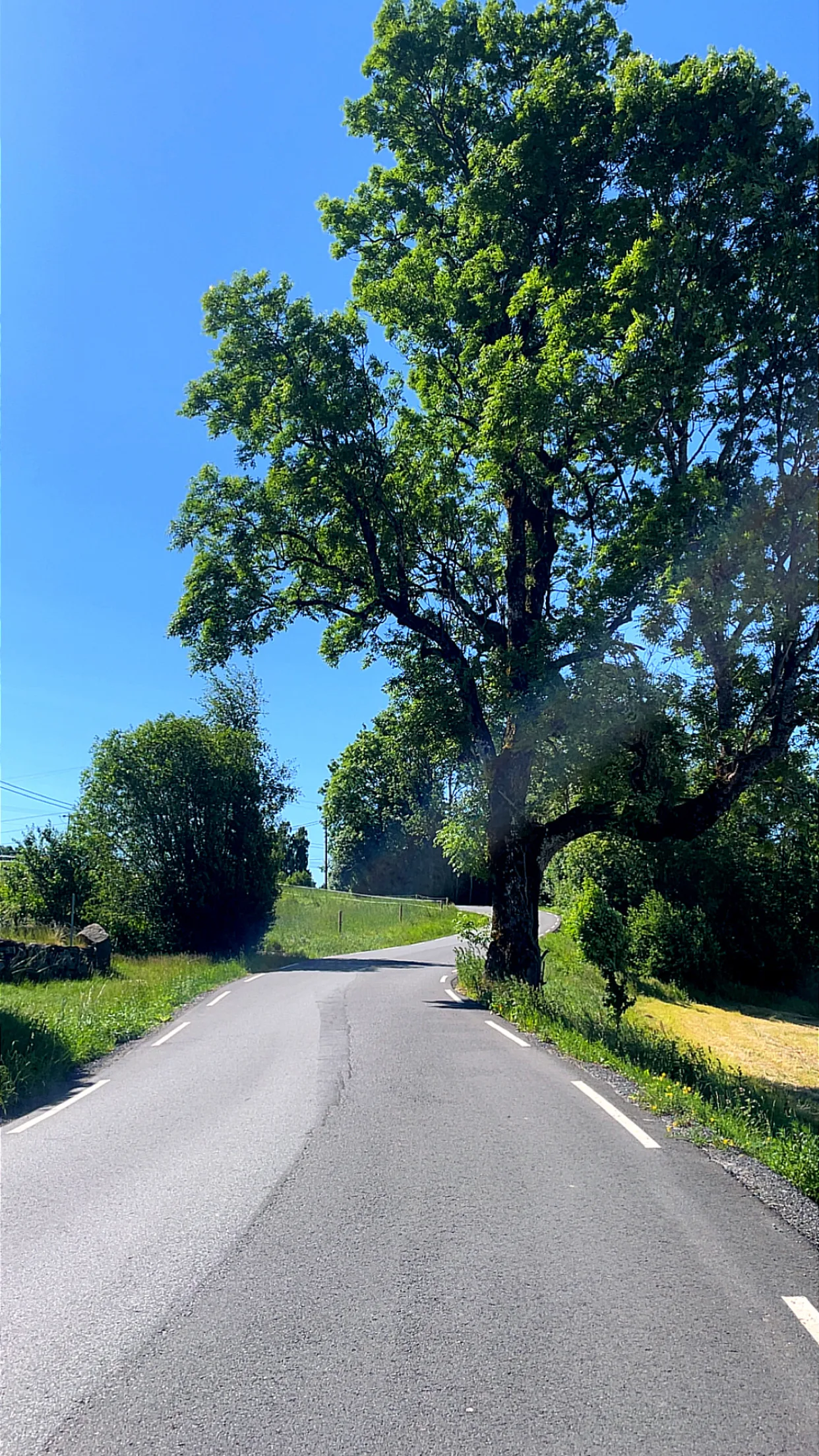 Asfalto liso que sube en suave curva junto a un gran árbol frondoso al borde de la carretera.
